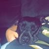 bambi_bam0312